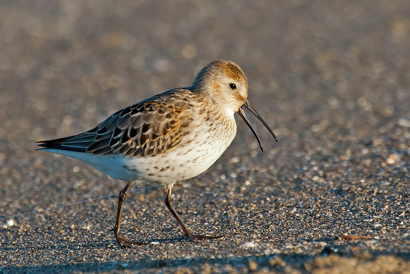 Piovanello prigioniero